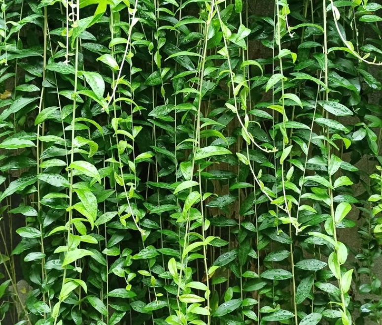 Cây cúc tần ấn độ