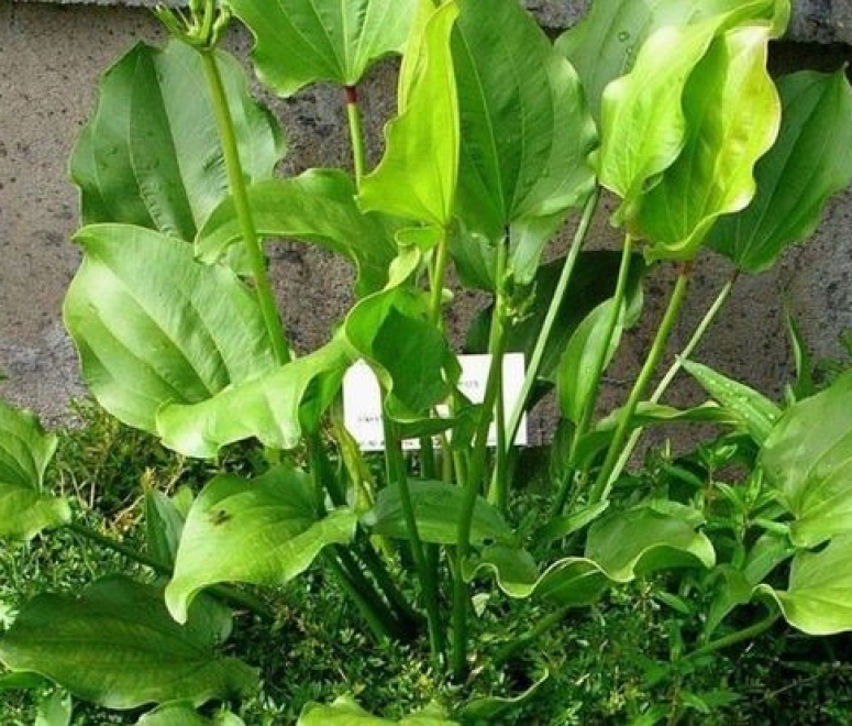 Cây bách thuỷ tiên