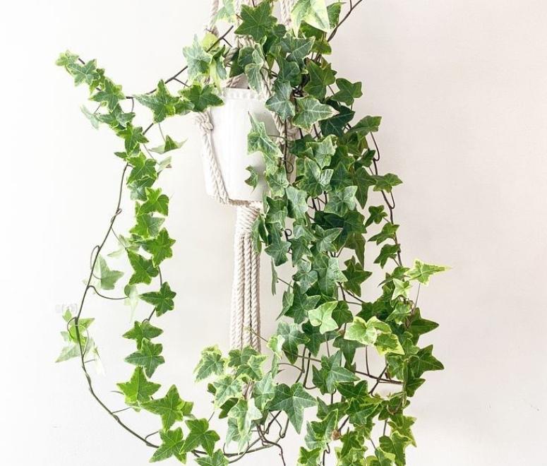 Cây thường xuân