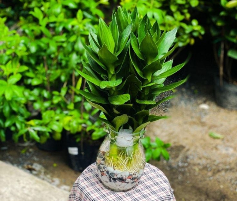 Cây phát tài búp sen