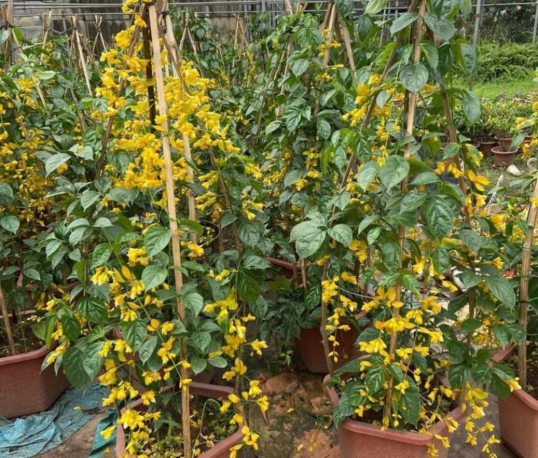 Cây lan Hoàng Dương