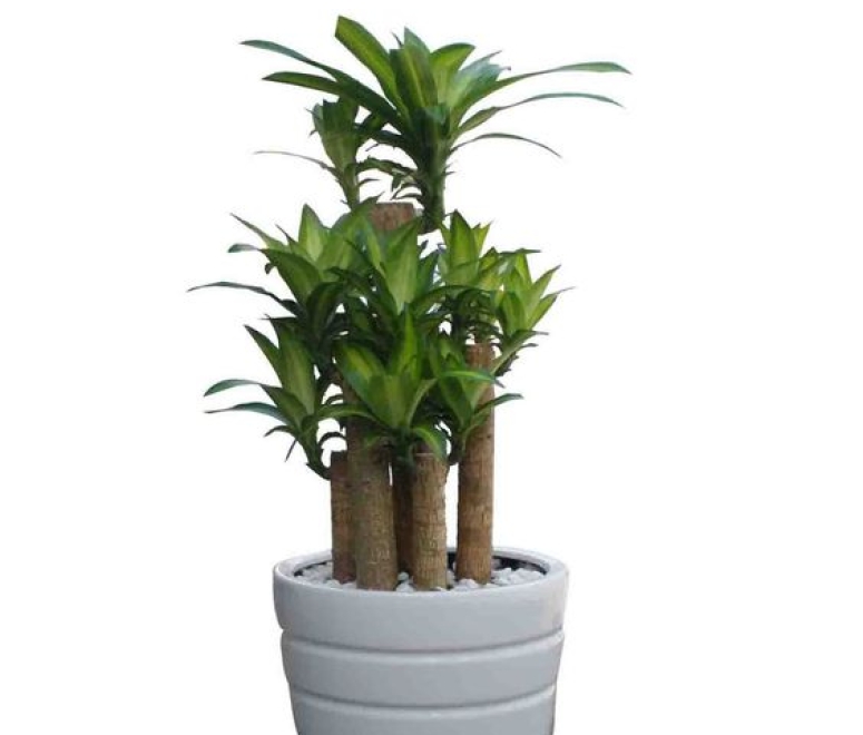 Cây thiết mộc lan