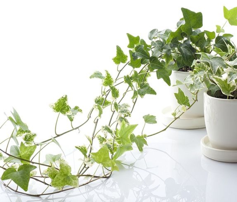 Cây thường xuân