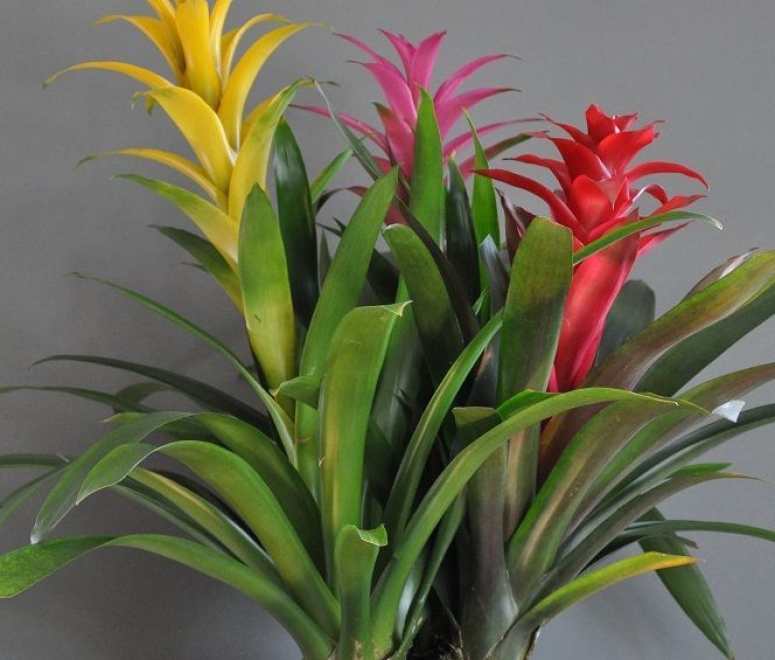 Cây dứa cảnh nến