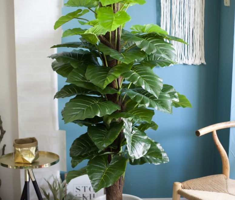 Cây trầu bà leo cột