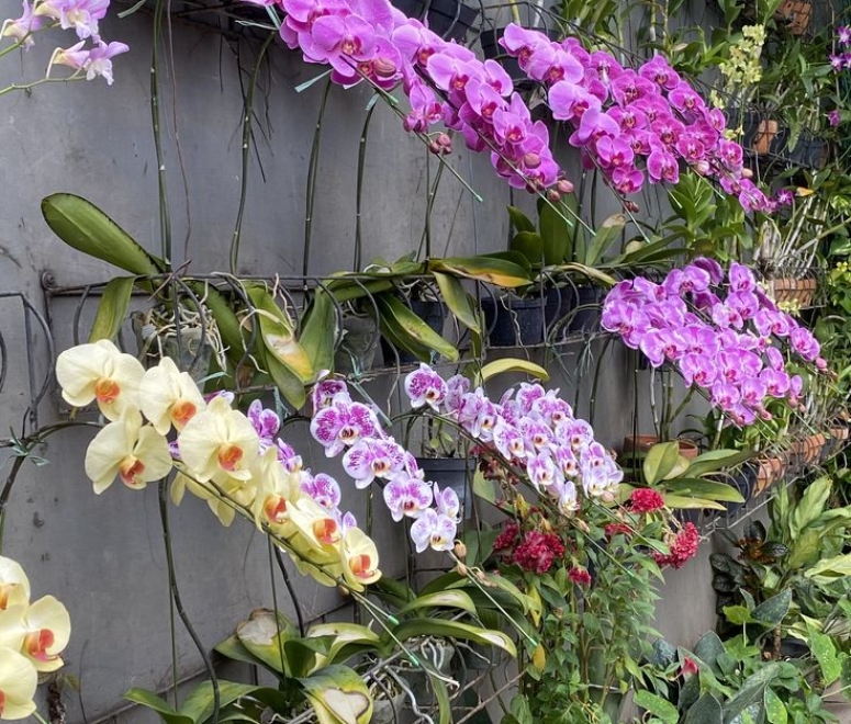 Cây lan hồ điệp