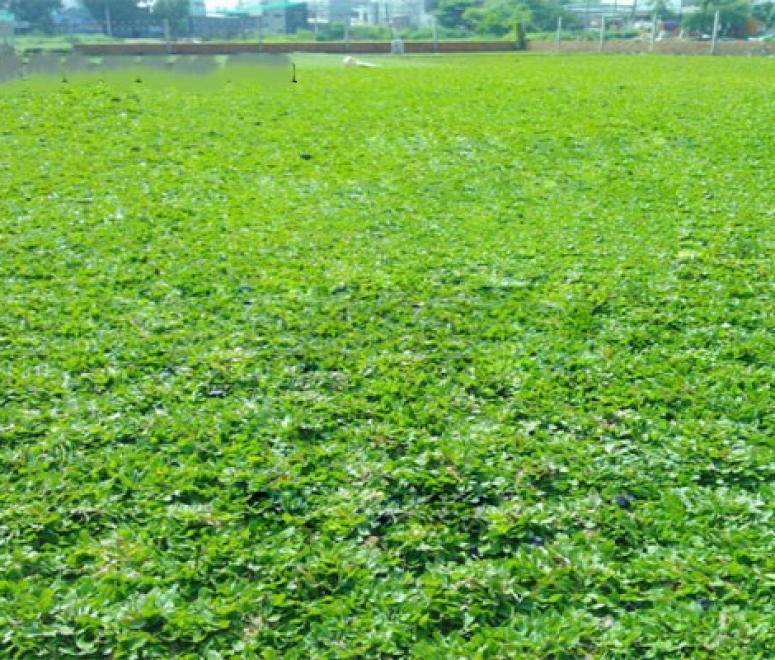 Cỏ lá gừng thái