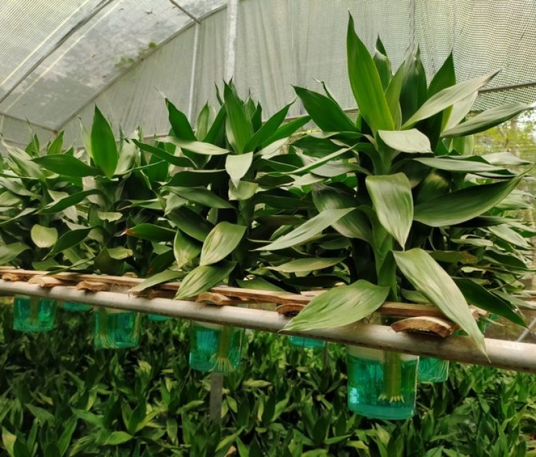 Cây phát tài búp sen