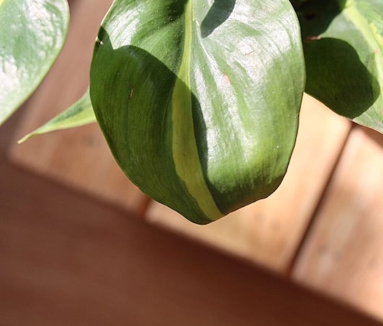 Cây trầu bà Brazil