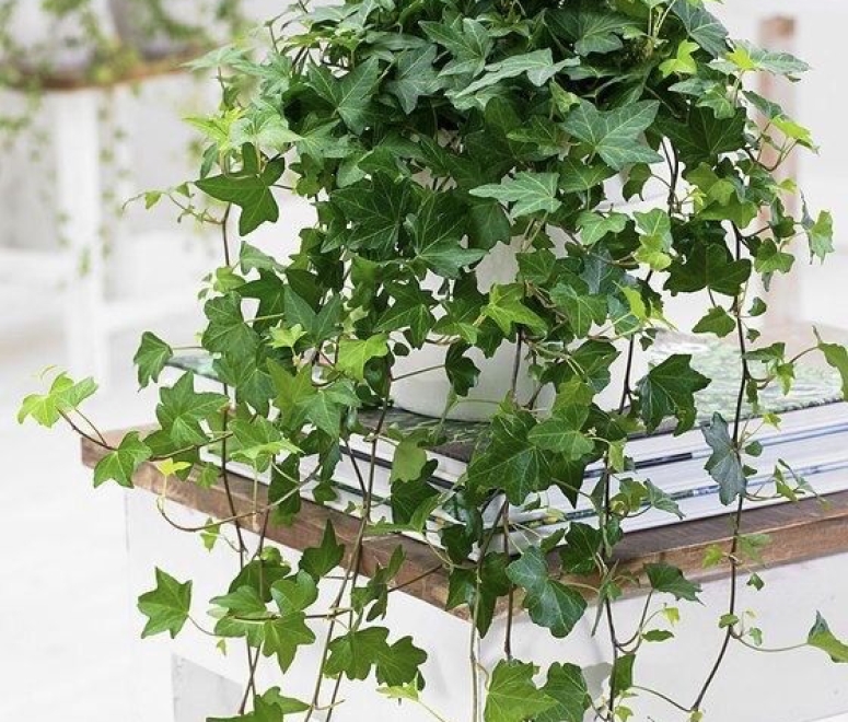 Cây thường xuân