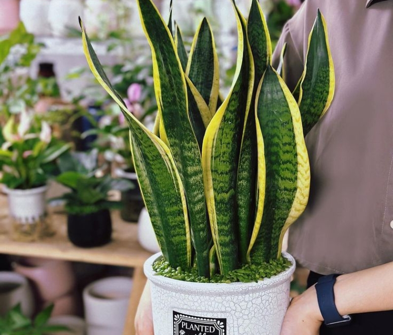 Cây lưỡi hổ (snake plant)