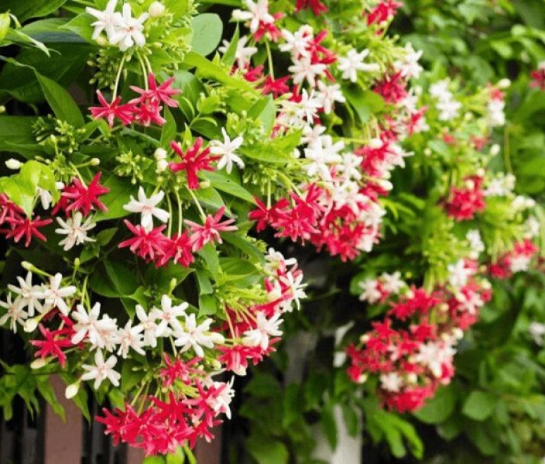 Cây sử quân tử (Trang leo)