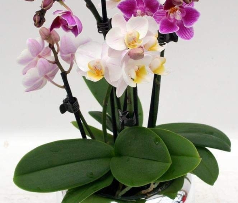 Cây lan hồ điệp