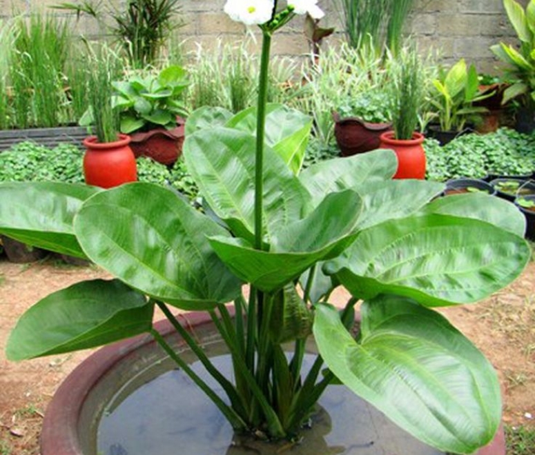 Cây bách thuỷ tiên