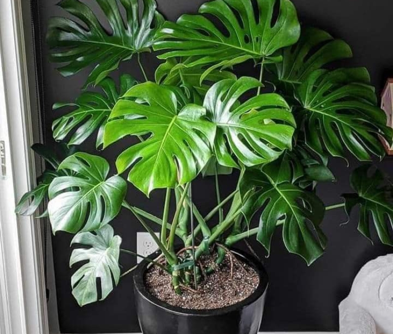 Cây trầu bà nam mỹ