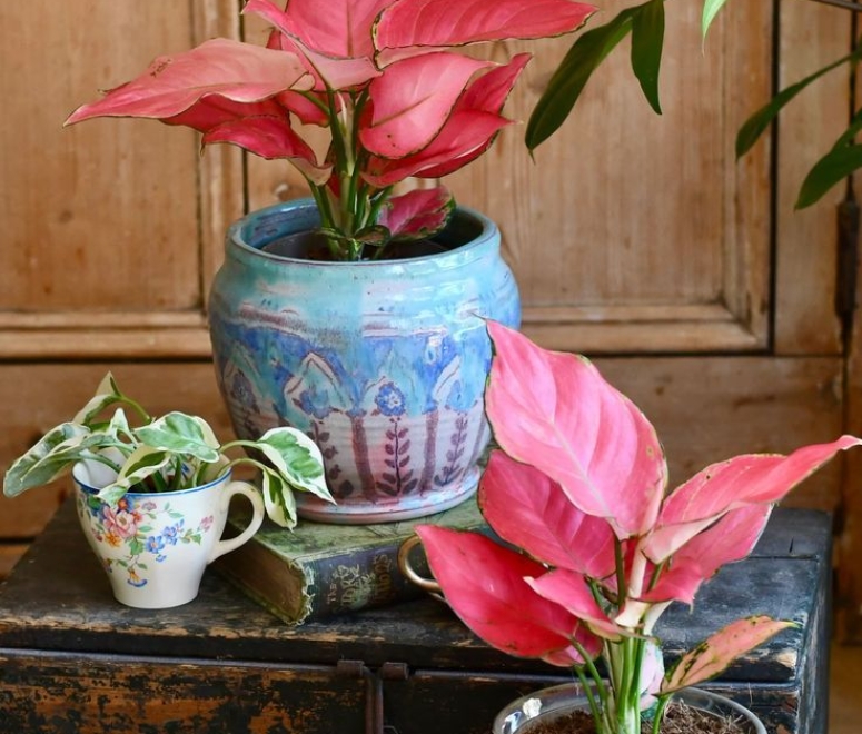 Cây vạn lộc đổ