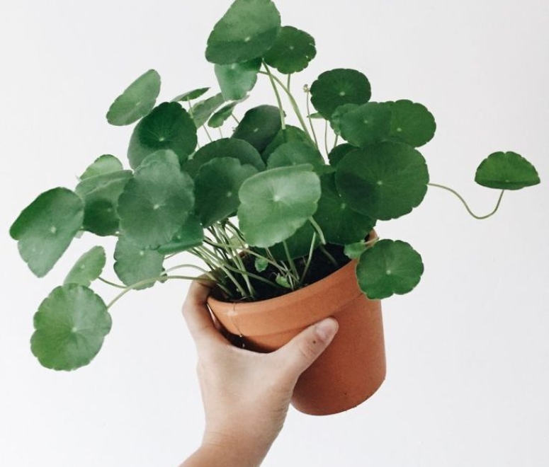 Cây rau má đồng