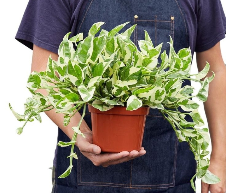 Cây trầu bà cẩm thạch