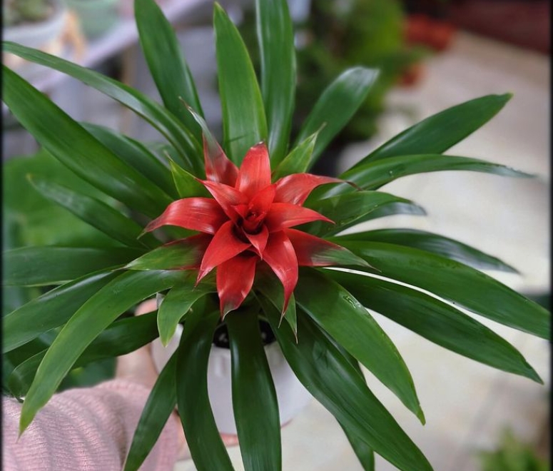 Cây dứa cảnh nến