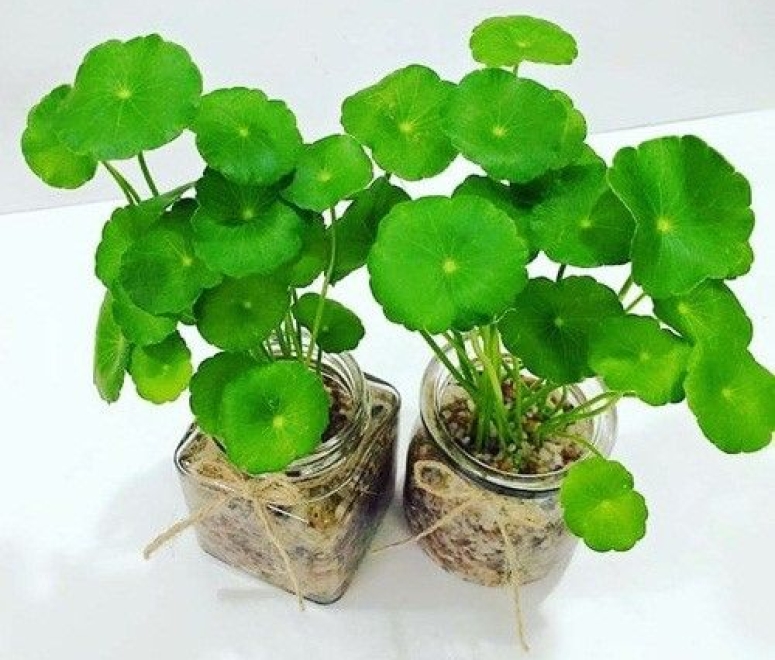 Cây rau má đồng