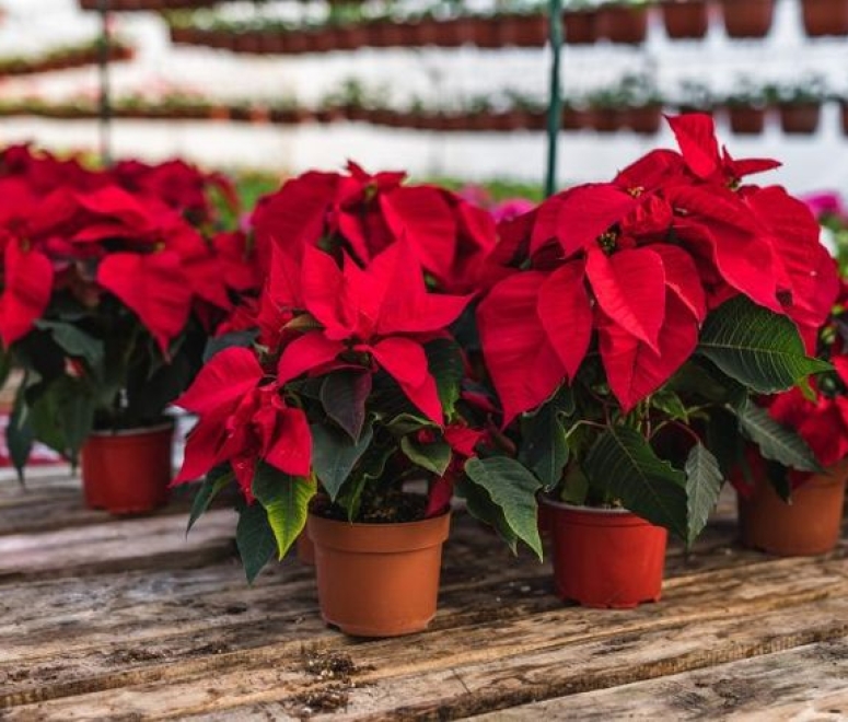 Cây hoa trạng nguyên